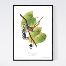 Load image into Gallery viewer, White-Crowned Sparrow Print by John Audubon