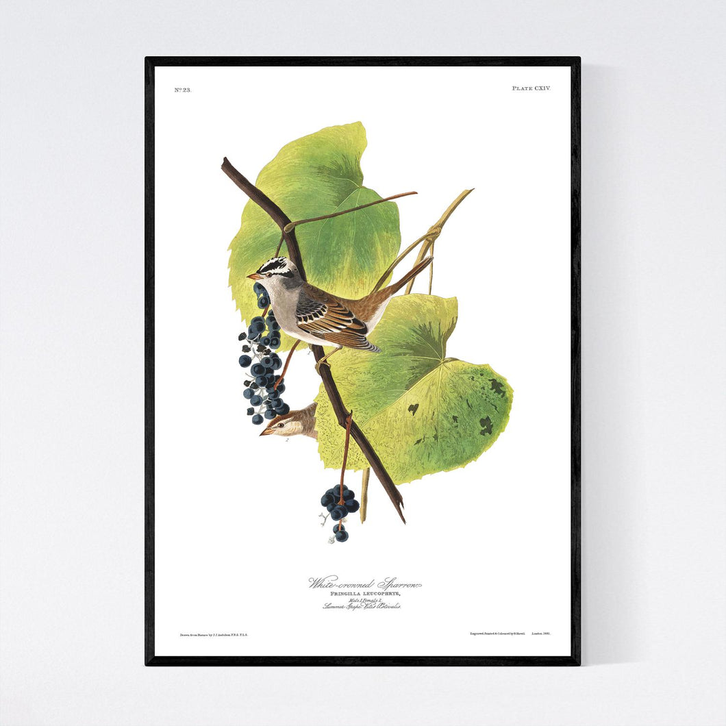 White-Crowned Sparrow Print by John Audubon