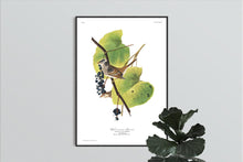 Load image into Gallery viewer, White-Crowned Sparrow Print by John Audubon