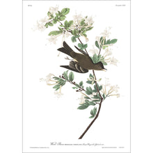 Load image into Gallery viewer, Wood Pewee Print by John Audubon