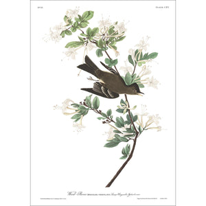 Wood Pewee Print by John Audubon