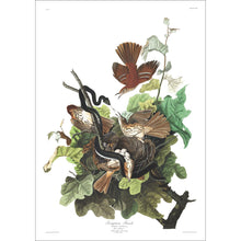 Load image into Gallery viewer, Ferruginous Thrush Print by John Audubon
