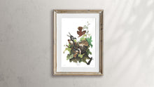 Load image into Gallery viewer, Ferruginous Thrush Print by John Audubon