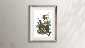 Ferruginous Thrush Print by John Audubon