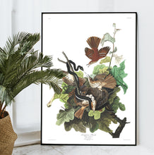 Load image into Gallery viewer, Ferruginous Thrush Print by John Audubon