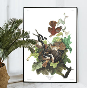 Ferruginous Thrush Print by John Audubon