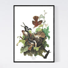 Load image into Gallery viewer, Ferruginous Thrush Print by John Audubon