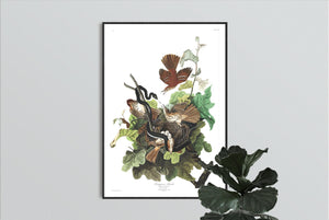 Ferruginous Thrush Print by John Audubon