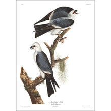 Load image into Gallery viewer, Mississippi Kite Print by John Audubon