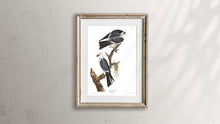 Load image into Gallery viewer, Mississippi Kite Print by John Audubon
