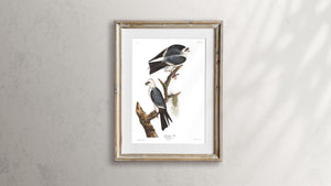 Mississippi Kite Print by John Audubon