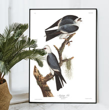 Load image into Gallery viewer, Mississippi Kite Print by John Audubon