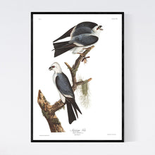 Load image into Gallery viewer, Mississippi Kite Print by John Audubon