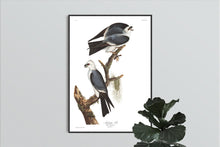 Load image into Gallery viewer, Mississippi Kite Print by John Audubon