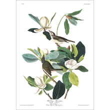 Load image into Gallery viewer, Warbling Flycatcher Print by John Audubon
