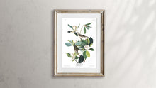 Load image into Gallery viewer, Warbling Flycatcher Print by John Audubon