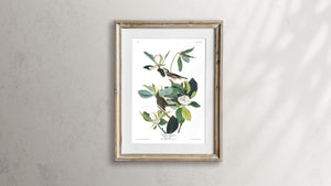 Warbling Flycatcher Print by John Audubon