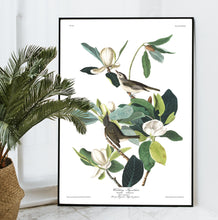 Load image into Gallery viewer, Warbling Flycatcher Print by John Audubon
