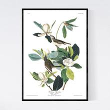 Load image into Gallery viewer, Warbling Flycatcher Print by John Audubon