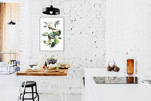 Warbling Flycatcher Print by John Audubon