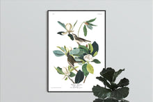 Load image into Gallery viewer, Warbling Flycatcher Print by John Audubon