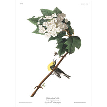 Load image into Gallery viewer, Yellow-Throated Viero Print by John Audubon