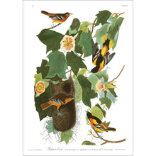 Load image into Gallery viewer, Baltimore Oriole Print by John Audubon