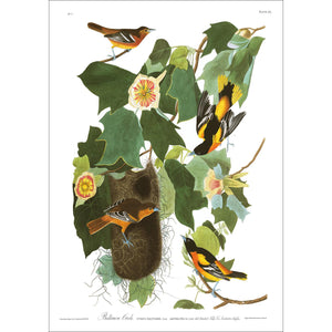 Baltimore Oriole Print by John Audubon