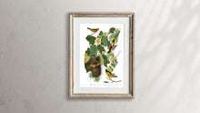 Load image into Gallery viewer, Baltimore Oriole Print by John Audubon