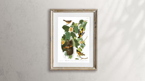 Baltimore Oriole Print by John Audubon
