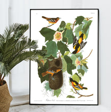 Load image into Gallery viewer, Baltimore Oriole Print by John Audubon