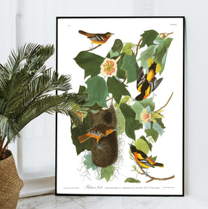 Baltimore Oriole Print by John Audubon