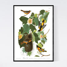 Load image into Gallery viewer, Baltimore Oriole Print by John Audubon
