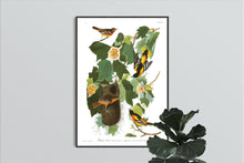 Load image into Gallery viewer, Baltimore Oriole Print by John Audubon