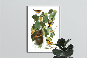 Baltimore Oriole Print by John Audubon