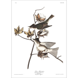 Pewit Flycatcher Print by John Audubon