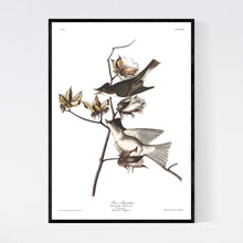 Load image into Gallery viewer, Pewit Flycatcher Print by John Audubon
