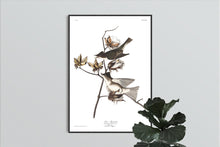 Load image into Gallery viewer, Pewit Flycatcher Print by John Audubon