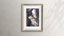 Load image into Gallery viewer, Snowy Owl Print by John Audubon