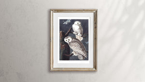 Snowy Owl Print by John Audubon