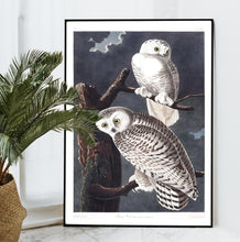 Load image into Gallery viewer, Snowy Owl Print by John Audubon