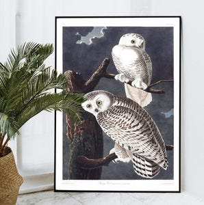 Snowy Owl Print by John Audubon