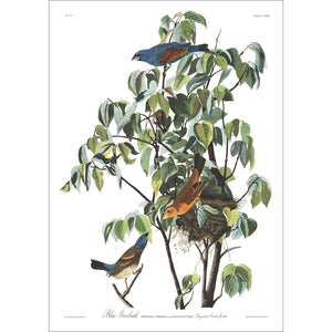 Blue Grosbeak Print by John Audubon