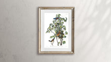 Load image into Gallery viewer, Blue Grosbeak Print by John Audubon