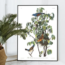 Load image into Gallery viewer, Blue Grosbeak Print by John Audubon