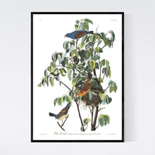 Load image into Gallery viewer, Blue Grosbeak Print by John Audubon