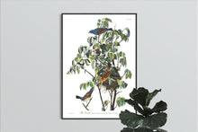Load image into Gallery viewer, Blue Grosbeak Print by John Audubon