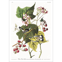 Load image into Gallery viewer, Black and Yellow Warbler Print by John Audubon