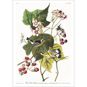 Black and Yellow Warbler Print by John Audubon