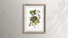 Load image into Gallery viewer, Black and Yellow Warbler Print by John Audubon